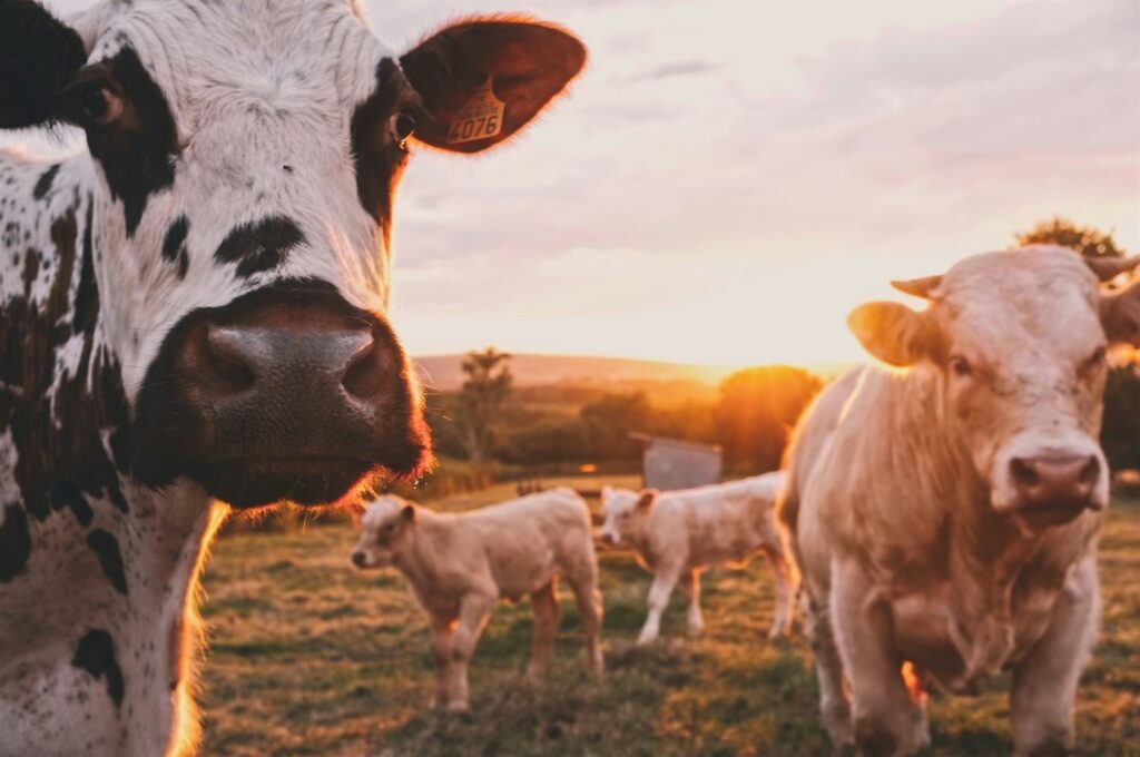 livestock vaccination cattle veterinarian