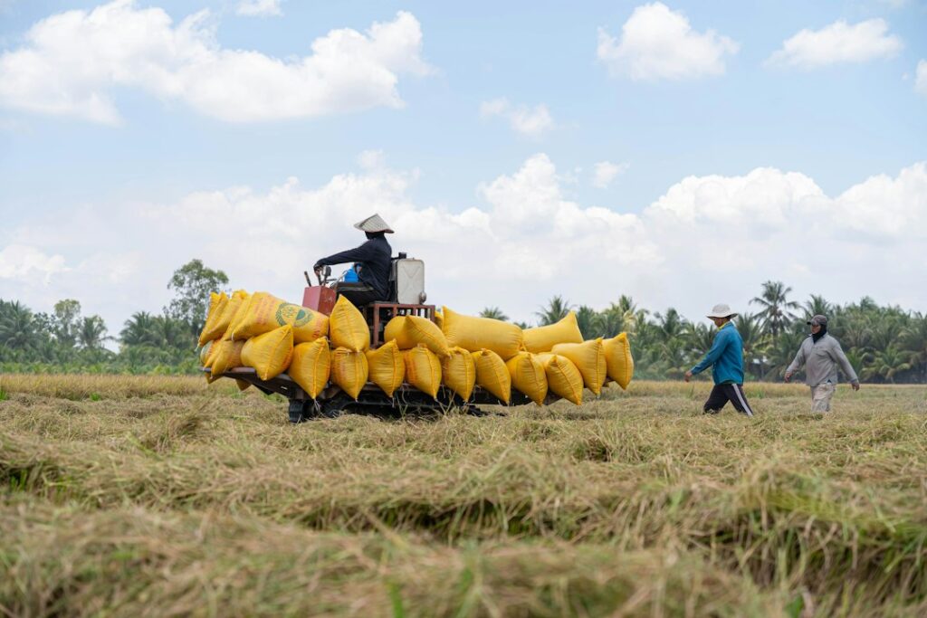 rice sacks farm agriculture